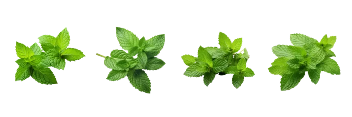 Fotobehang Set of Fresh mint leaves isolated on transparent or white background © MaxSimplify