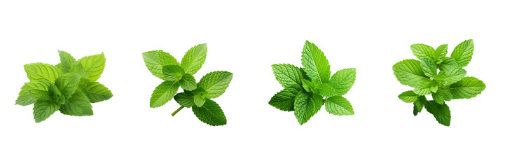 Set of Fresh mint leaves isolated on transparent or white background