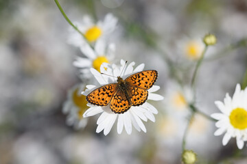 Lesser marbled fritillary, Brenthis ino, feeding on Oxeye Daisy in Finland