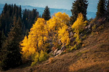 Fototapeta na wymiar Beautiful mountain golden autumn landscape with yellow trees and red grass, Trans Ili Alatau in the Tien Shan mountain system