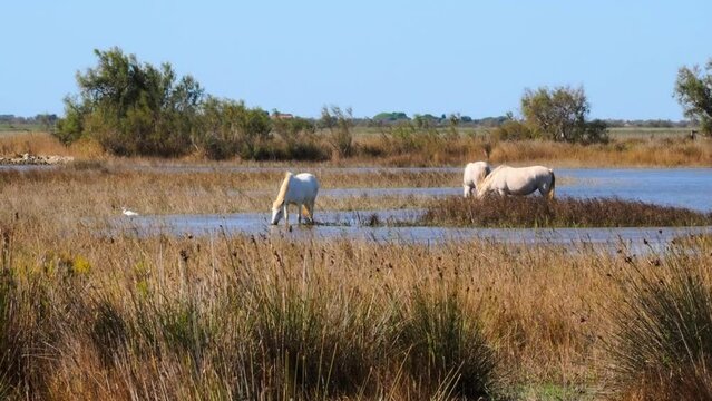 White horses graze freely in the Camargue National Park in France