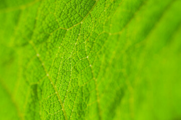 green leaf texture