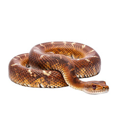 Obraz premium Snake Isolated