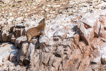 Lion de mer sur un rocher