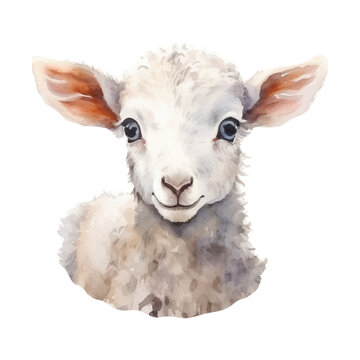 Cute watercolor lamb sheep farm animal isolated on white background. Vecor illustration