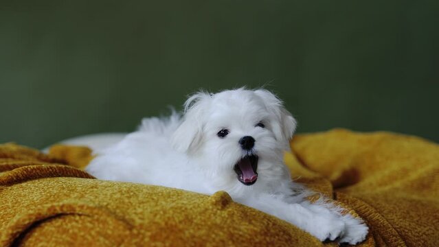 Cute small white puppies of the Maltez breed plays, rests and licks his lips on the bed.