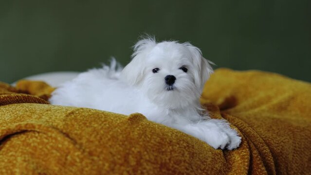 Cute small white puppies of the Maltez breed plays, rests and licks his lips on the bed.