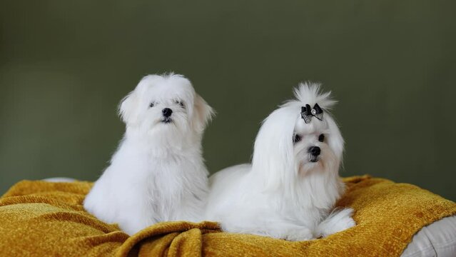 Cute small white puppies of the Maltez breed plays, rests and licks his lips on the bed.