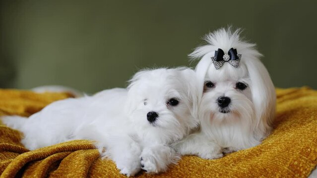 Cute small white puppies of the Maltez breed plays, rests and licks his lips on the bed.