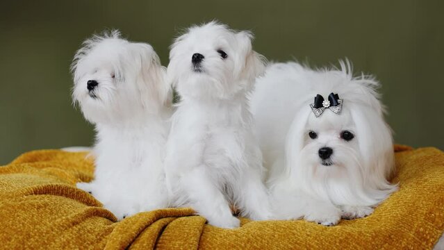 Cute small white puppies of the Maltez breed plays, rests and licks his lips on the bed.