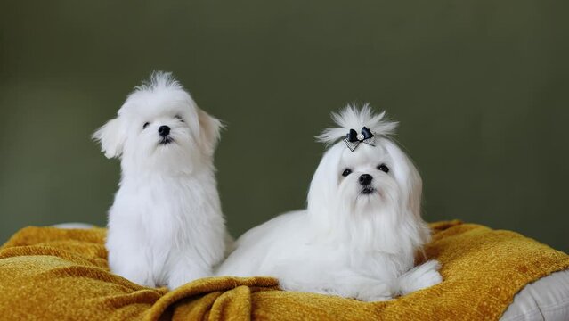 Cute small white puppies of the Maltez breed plays, rests and licks his lips on the bed.
