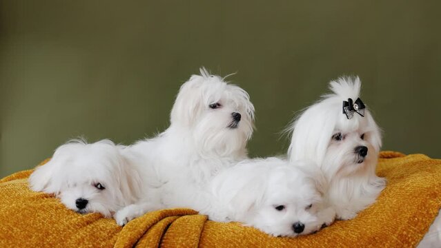 Cute small white puppies of the Maltez breed plays, rests and licks his lips on the bed.