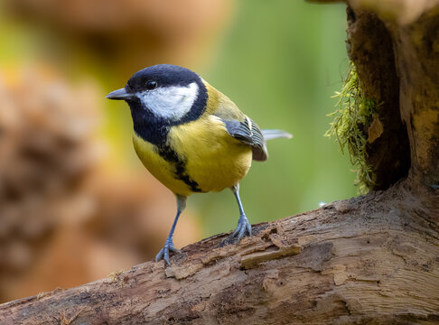 Great tit sitting on a branch