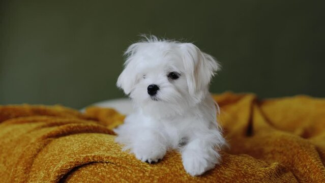 Cute small white puppies of the Maltez breed plays, rests and licks his lips on the bed.