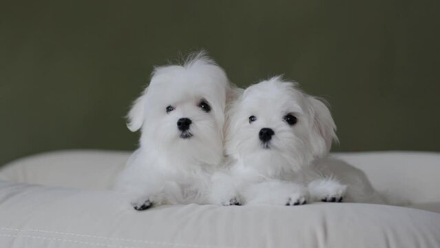 Cute small white puppies of the Maltez breed plays, rests and licks his lips on the bed.