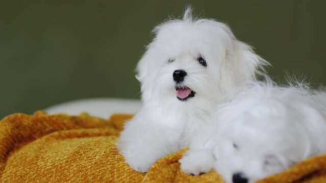 Cute small white puppies of the Maltez breed plays, rests and licks his lips on the bed.