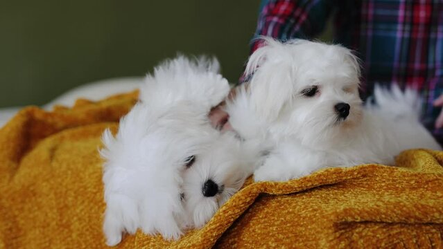 Cute small white puppies of the Maltez breed plays, rests and licks his lips on the bed. Girl petting a dog.