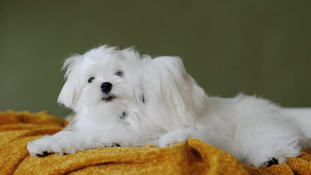 Cute small white puppies of the Maltez breed plays, rests and licks his lips on the bed.