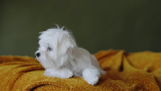 Cute small white puppies of the Maltez breed plays, rests and licks his lips on the bed.