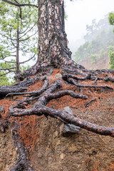 exposed root of a pine - 678241035