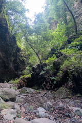 Los Tilos forest in La Palma island