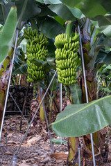 Banana cultivation on the Island of La Palma - 678241260