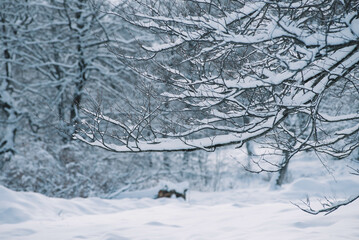 White snow-covered spruce trees in winter