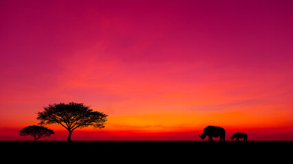 Amazing sunset and sunrise.Panorama silhouette tree in africa with sunset.Dark tree on open field dramatic sunrise.Safari theme.Giraffes.rhinoceros.