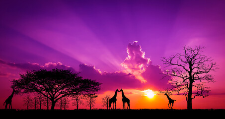 Amazing sunset and sunrise.Panorama silhouette tree in africa with sunset.Dark tree on open field...