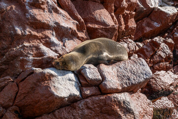 Obraz premium Lion de mer sur un rocher