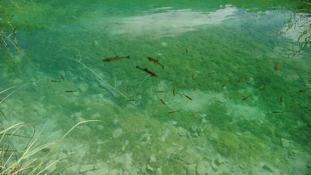 trout fishes swimming in Proscansko Lake or Proscansko Jezero of the Plitvice Lakes National Park of Croatia. Natural park with lakes and waterfalls in Lika region. UNESCO World Heritage site.