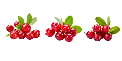 Lingonberry isolated on white background
