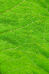 green leaf vein texture. shallow depth of field
