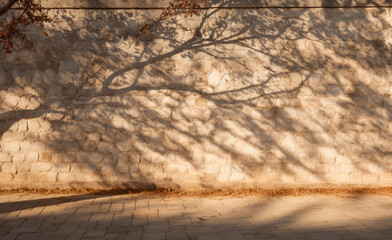 Beautiful Shadows from Trees Painting the Old Wall with Timeless Elegance 
