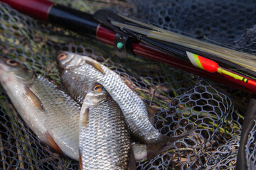 Several fish of common roach (Rutilus Rutilus) with float rod on black fishing net..