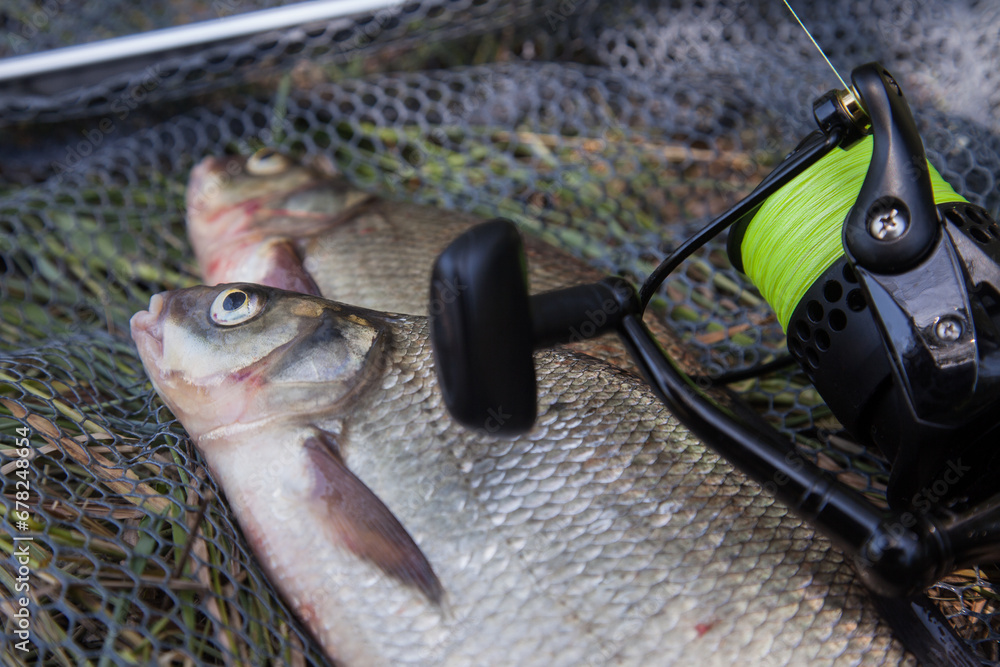 Wall mural two big freshwater common bream commonly known as abramis brama and fishing rod with reel on black f