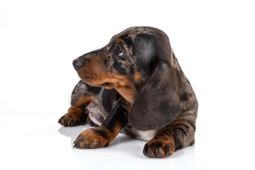 Sad marble dachshund puppy looks away on white background