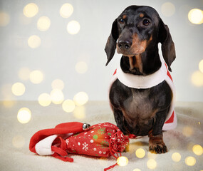 Cute dachshund dog in a Santa hat on the background of a Christmas tree