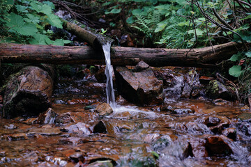 Flowing running stream in green forest