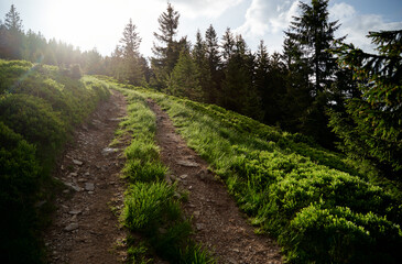 Fototapeta na wymiar Beautiful summer landscape with a path in the mountain forest.