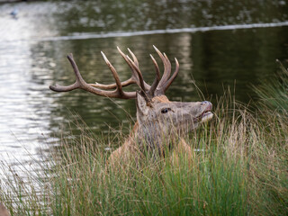 Red Deer Stag During the Rut