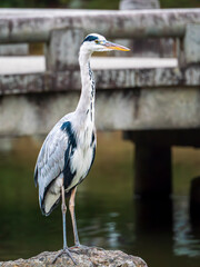 石の上でモデル立ちしてるアオサギくん