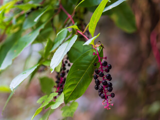 里山で紫色の実をつける洋種山牛蒡