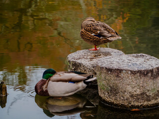 公園の池で寝る鴨の夫婦
