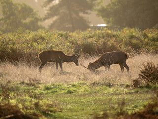 Young Red Deer Stags Practising Rutting