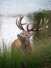 Red Deer Stag Smelling the Air During the Rut