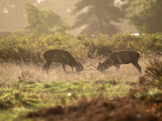 Young Red Deer Stags Practising Rutting