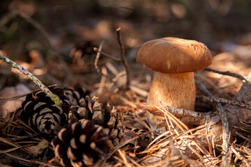 Porcini mushroom grows in pine tree forest at autumn season..
