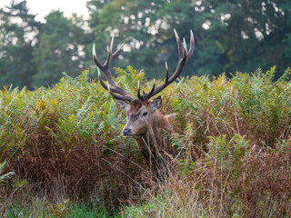 Red Deer Stag During the Rut