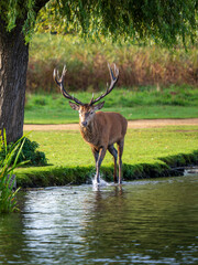 Red Deer Stag During the Rut